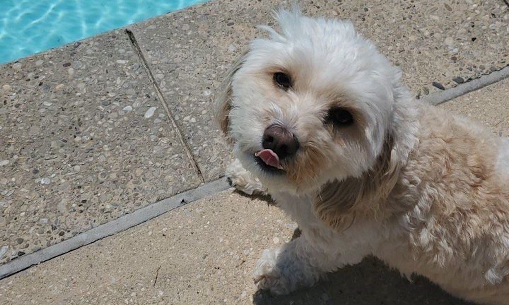 picture of a dog on a pool deck